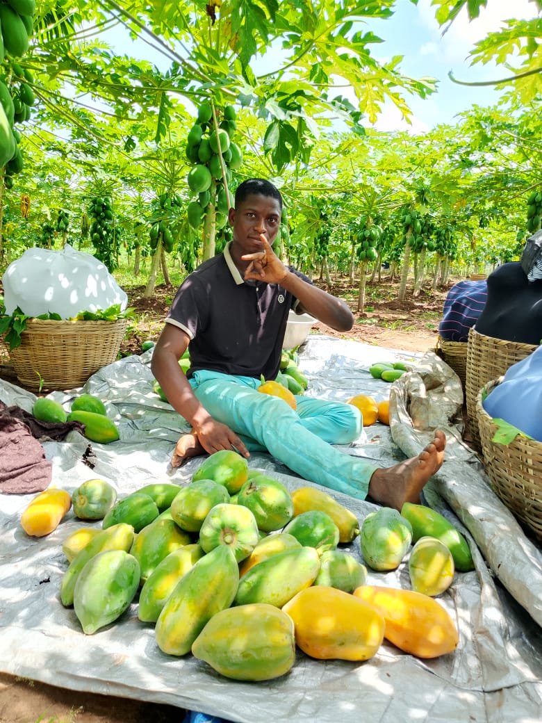RICHARD INNOVATION: À BANTÈ, RICHARD LAOUROU OWOLABI CONSTRUIT UNE ACTIVITÉ AGRICOLE ENTRE PRODUCTION ET ÉLEVAGE